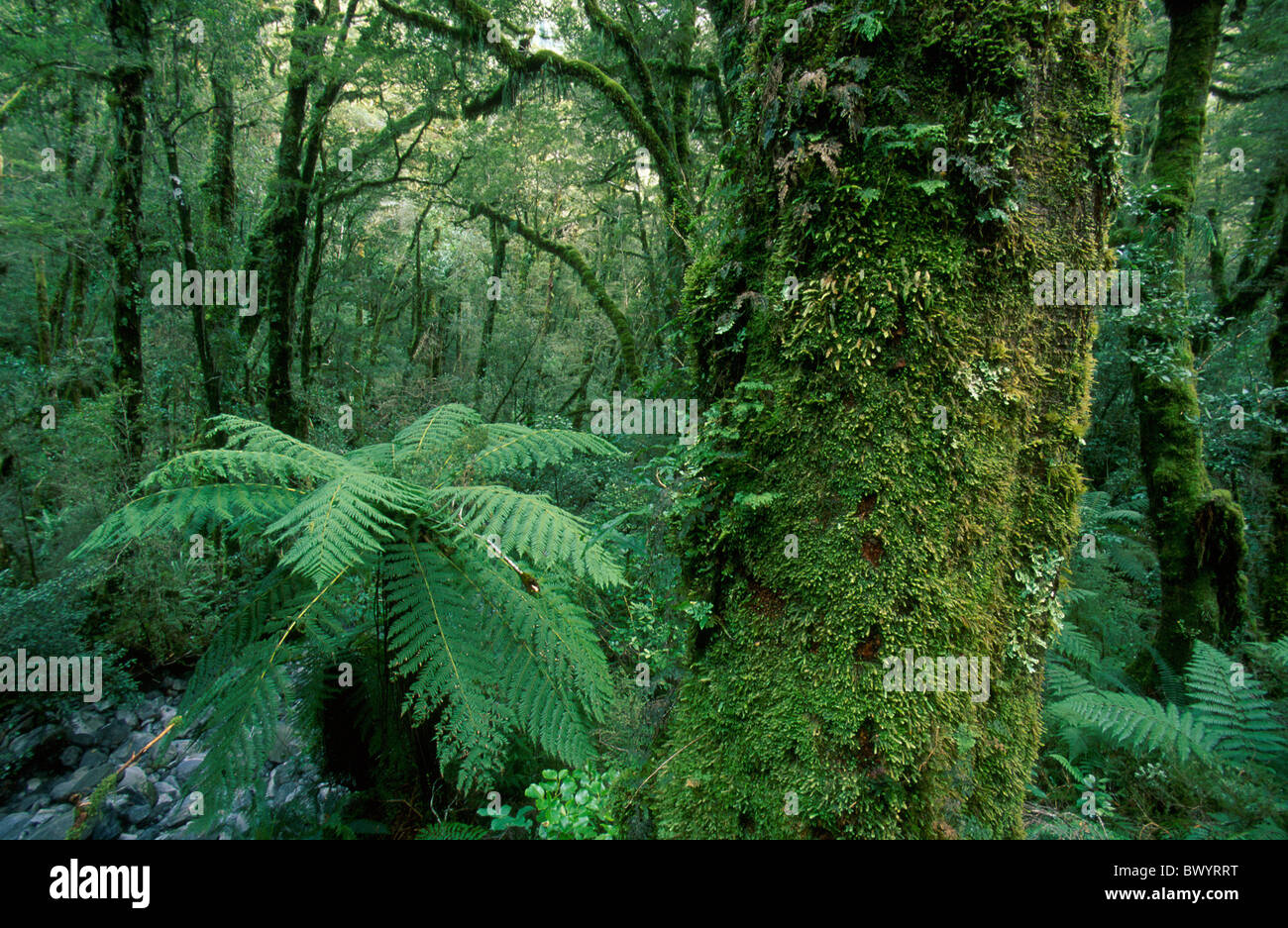 Le parc national de Fiordland Milford Sound Nouvelle-zélande nature forêt vierge parc paysage paysage forêt tropicale Banque D'Images