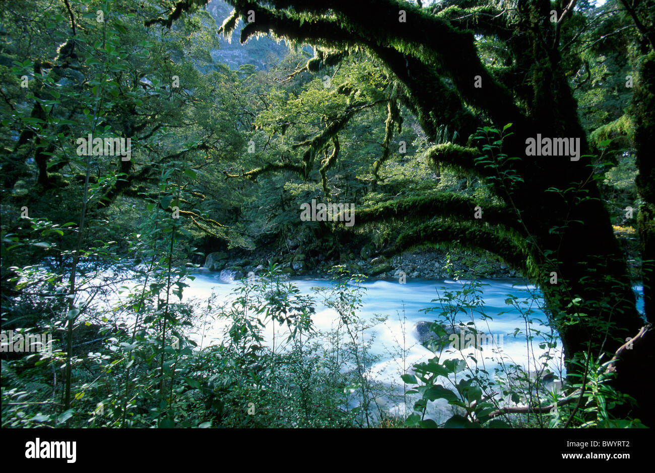 Le parc national de Fiordland Hollyford River national park nature Nouvelle-zélande forêt vierge rain forest river Banque D'Images