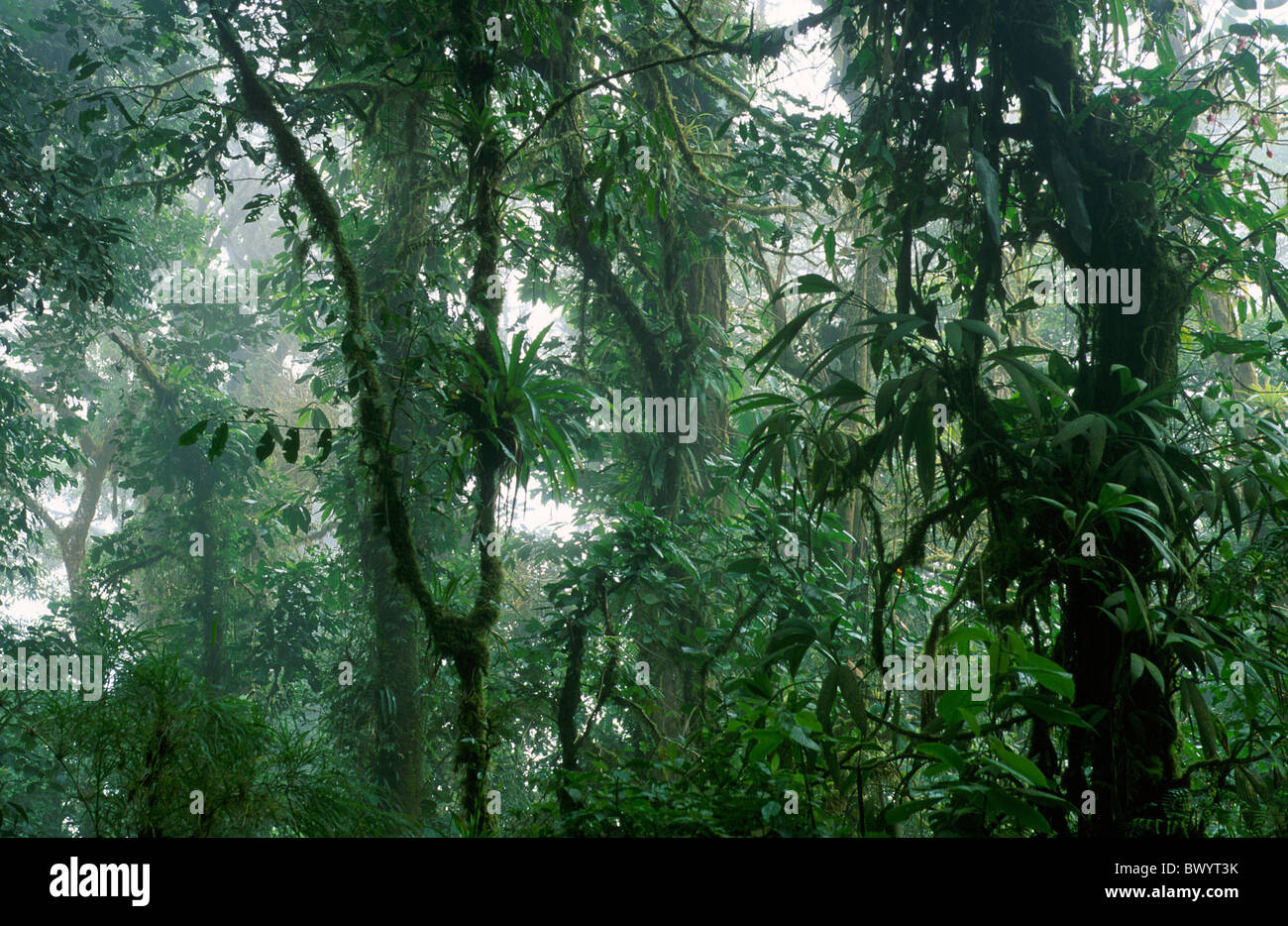 La Forêt de nuages Reserva Biologica Nuboso Costa Rica Amérique Centrale nature forêt vierge tropical rain forest Banque D'Images