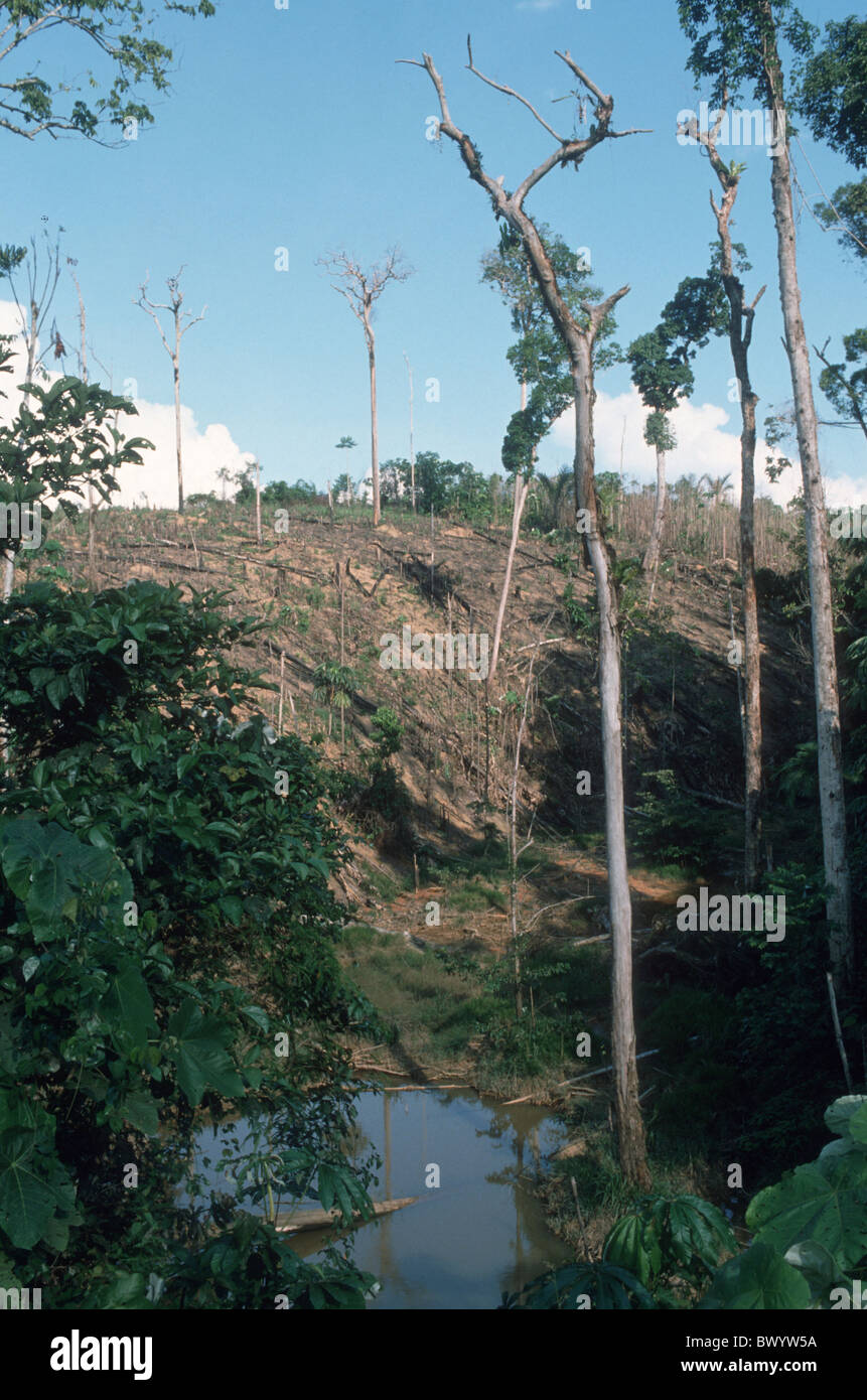 Le BRÉSIL. La déforestation pour l'élevage de bétail et l'exploitation minière de l'or en Amazonie Banque D'Images