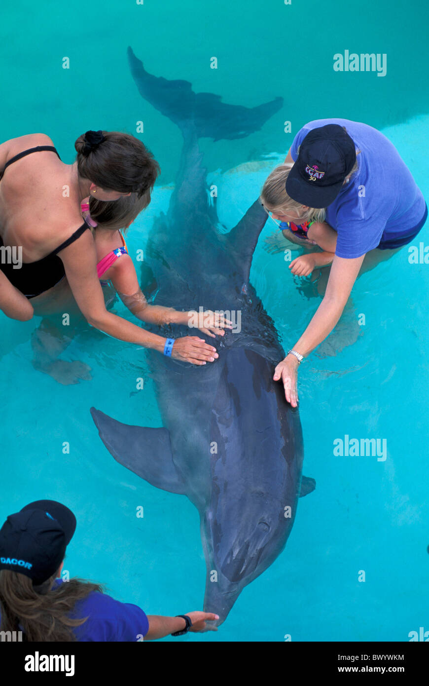 Animal animaux enfants dolphin Grand Bahama Bahamas psychologie traitement médecine course Sanctuary Bay Banque D'Images