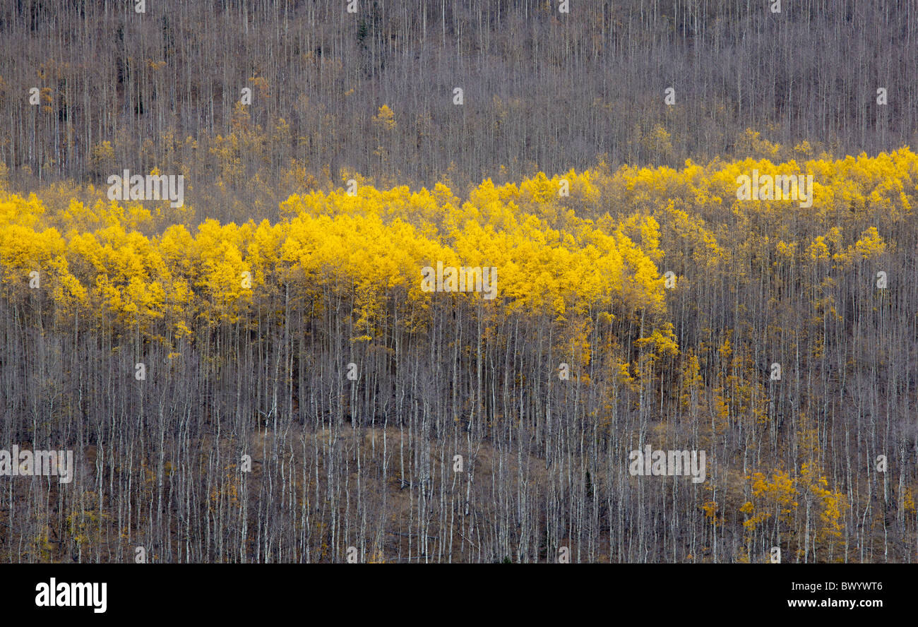 Jefferson, Colorado - Aspen arbres en automne à Kenosha Pass in Pike National Forest. Banque D'Images