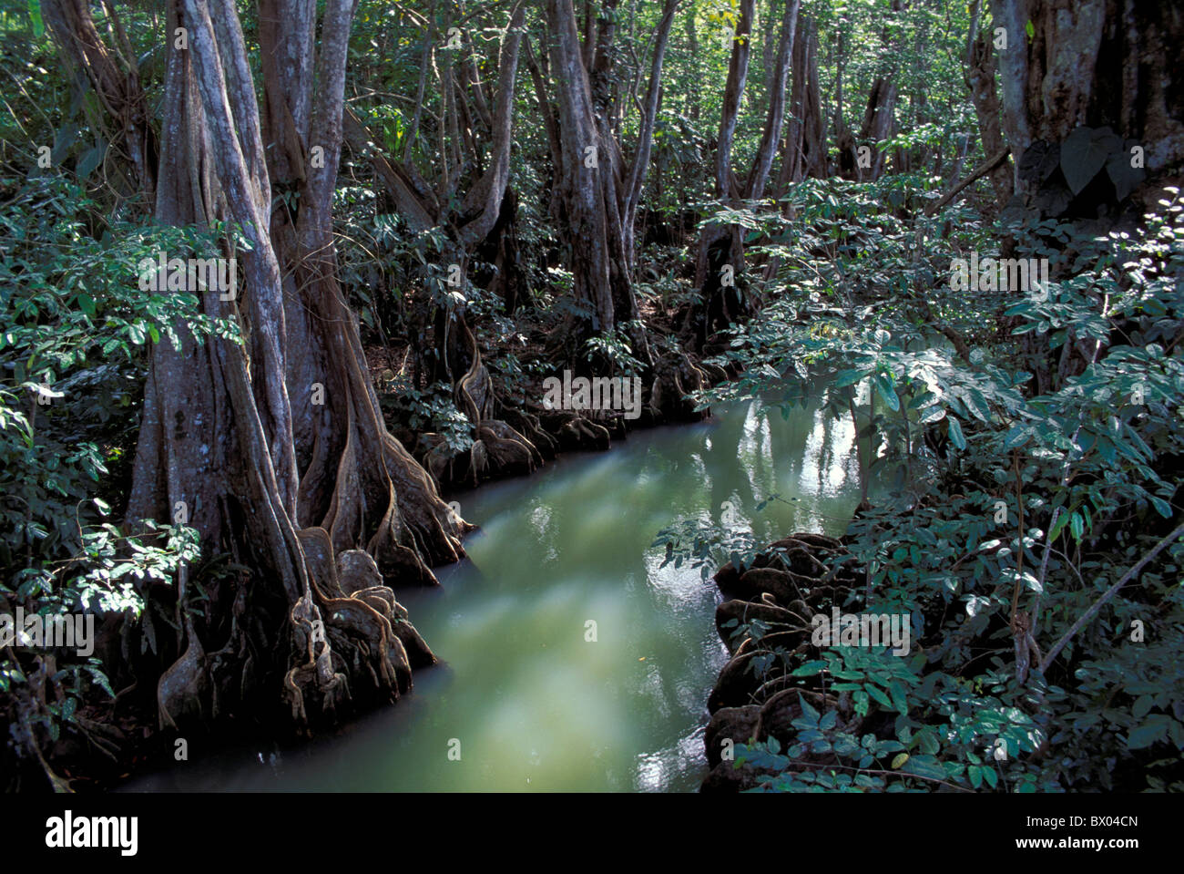 Anse de la rivière Demay brook Dominique forêt nature paysage paysage rivière moindre Caraïbes Antilles Banque D'Images