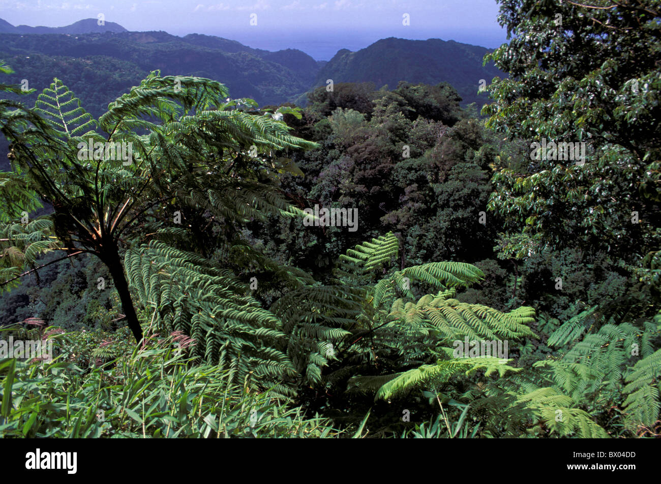Dominique Roseau Valley forêt paysage paysage Caraïbes Petites Antilles fougère arborescente bois Banque D'Images