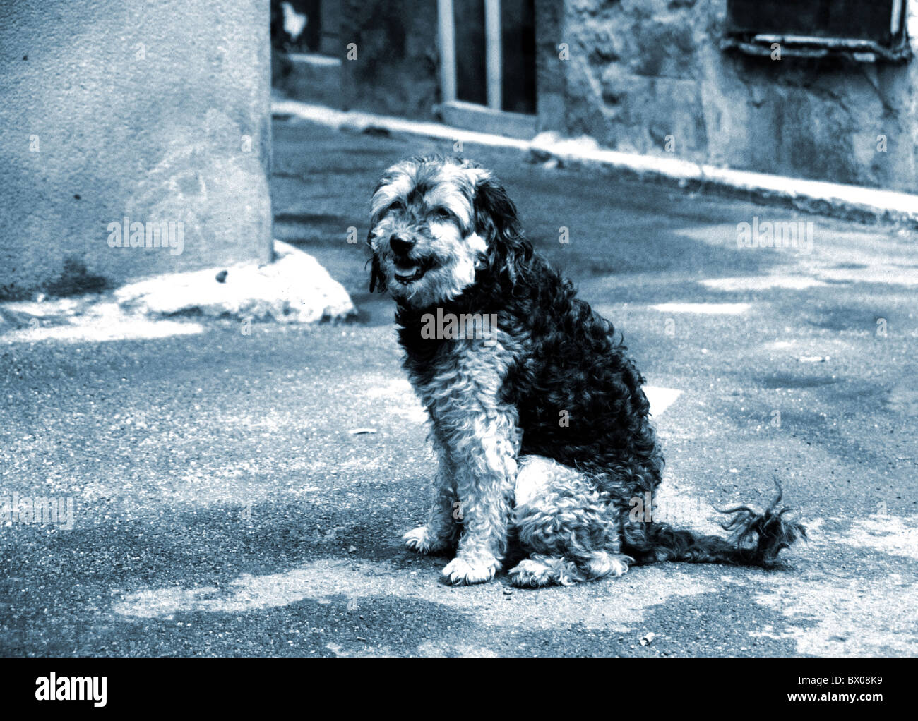 Chien animal bête watchfully rue fortement Banque D'Images