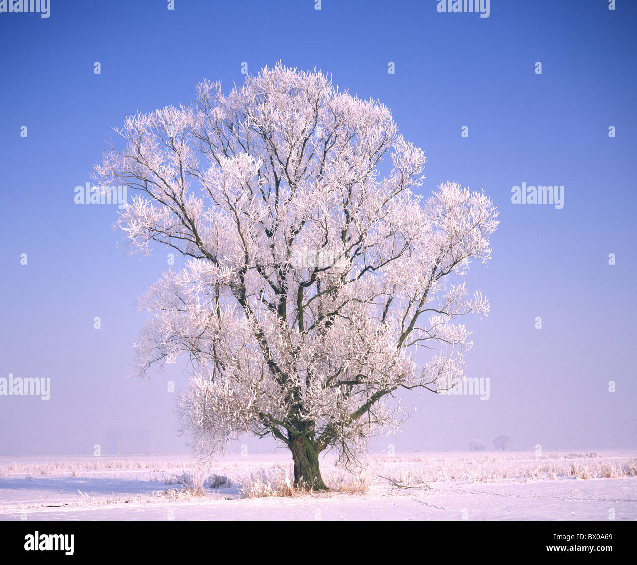 Glace Arbre Emotion Emotion Apaisant Paysage Nature Saison Neige Hiver Humeur Des Plantes En Plein Air Photo Stock Alamy