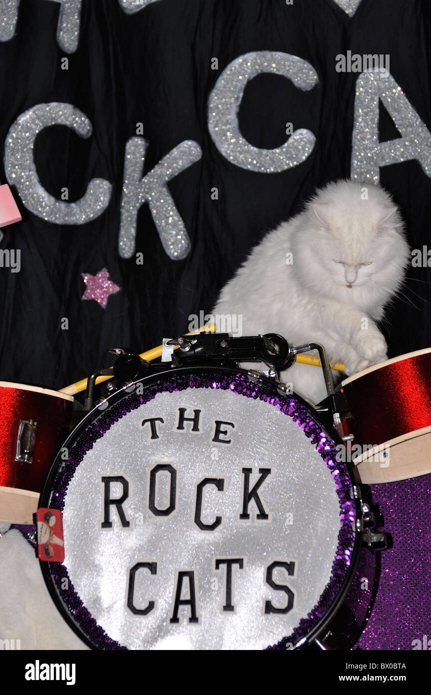 Cats Playing Instruments Banque De Photographies Et D Images A Haute Resolution Alamy