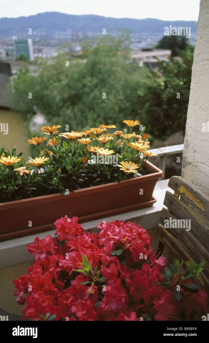 Voir l'Azalea balcon balcon fleurs fleurs fort house home à remous marguerites plantes président Banque D'Images