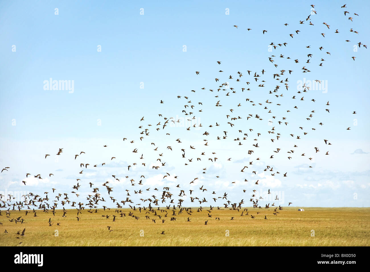 Flock of birds, Hulun Buir herbage, Manzhouli, Hulunbuir, région autonome de Mongolie intérieure, Chine Banque D'Images
