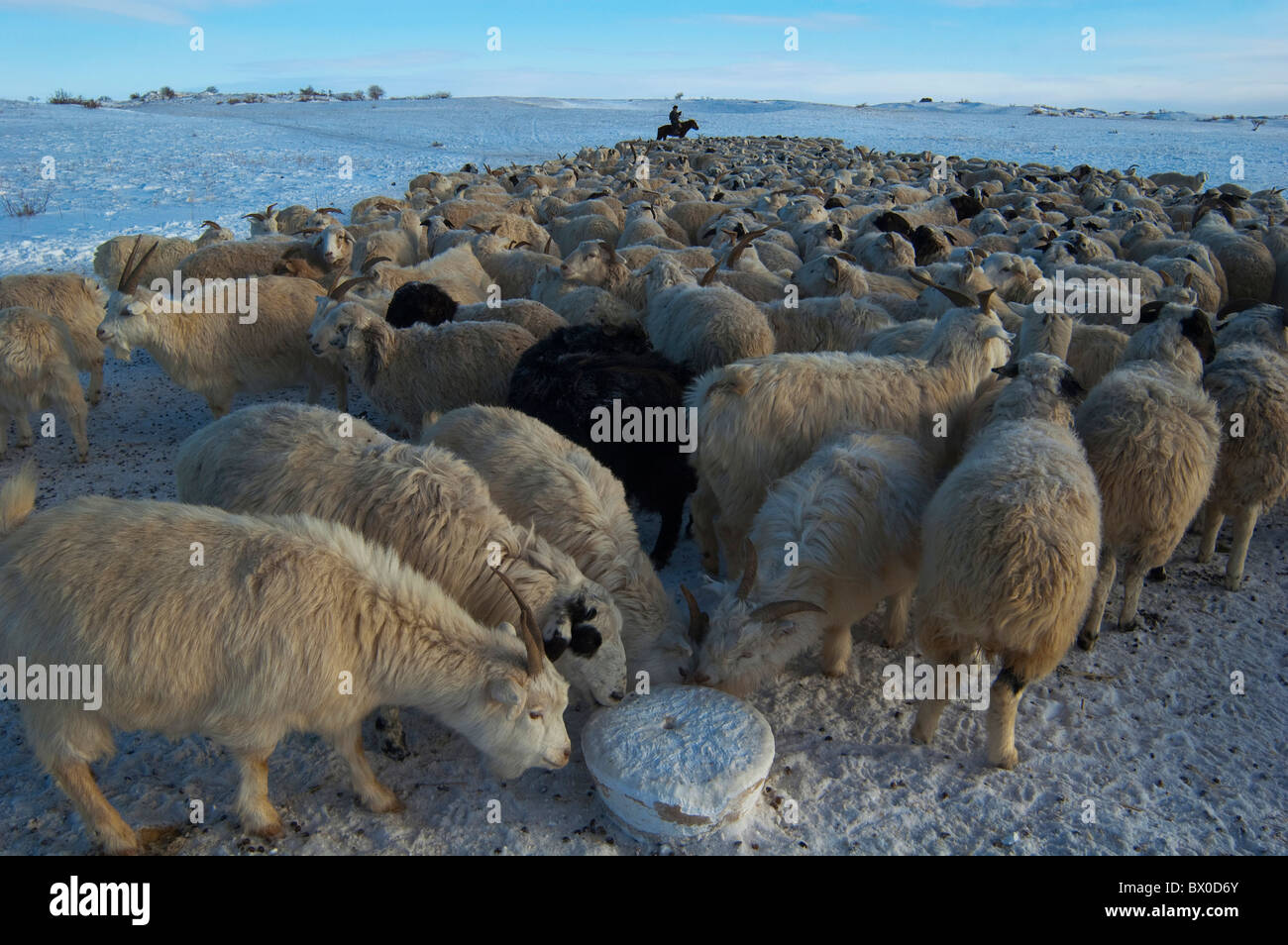 Barag homme mongol un troupeau d'élevage de moutons, de vieux Barag, Bannière Hulunbuir, région autonome de Mongolie intérieure, Chine Banque D'Images