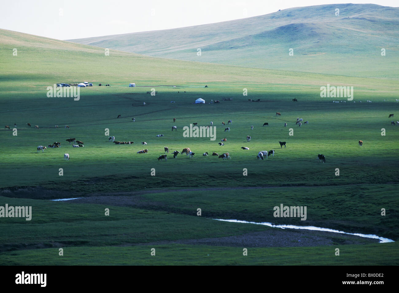 Le bétail en pâturage libre, Hulun Buir herbage, Manzhouli, Hulunbuir, région autonome de Mongolie intérieure, Chine Banque D'Images