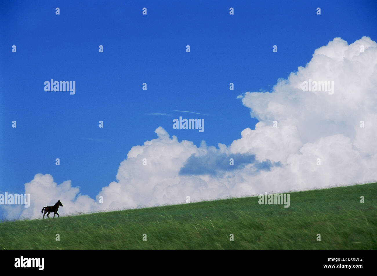 Le pâturage libre Mongolie cheval, Prairie Hulun Buir, Manzhouli, Hulunbuir, région autonome de Mongolie intérieure, Chine Banque D'Images