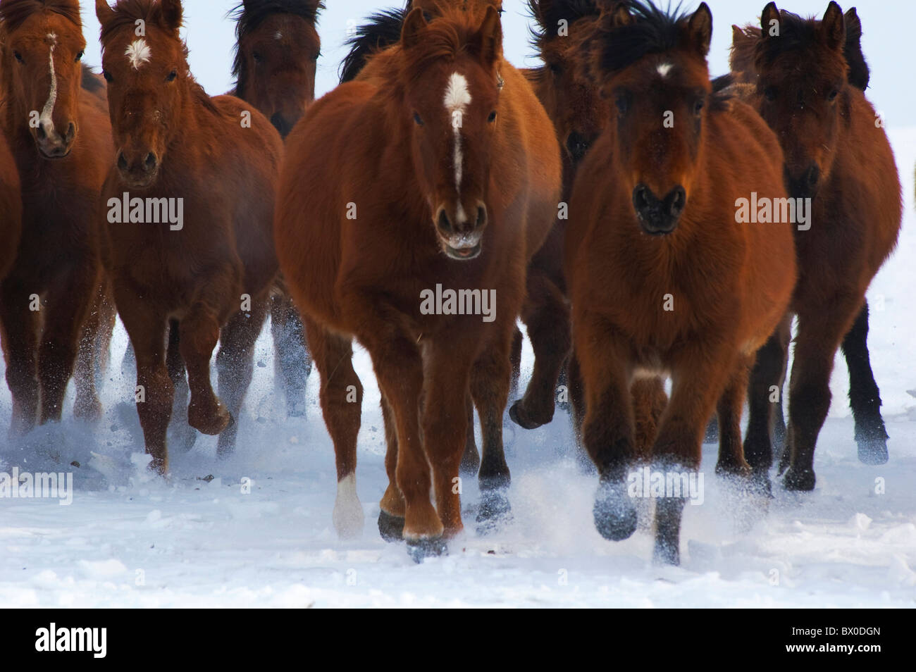 Les chevaux de Mongolie avant chargement, Prairie Hulun Buir, Manzhouli, Hulunbuir, région autonome de Mongolie intérieure, Chine Banque D'Images