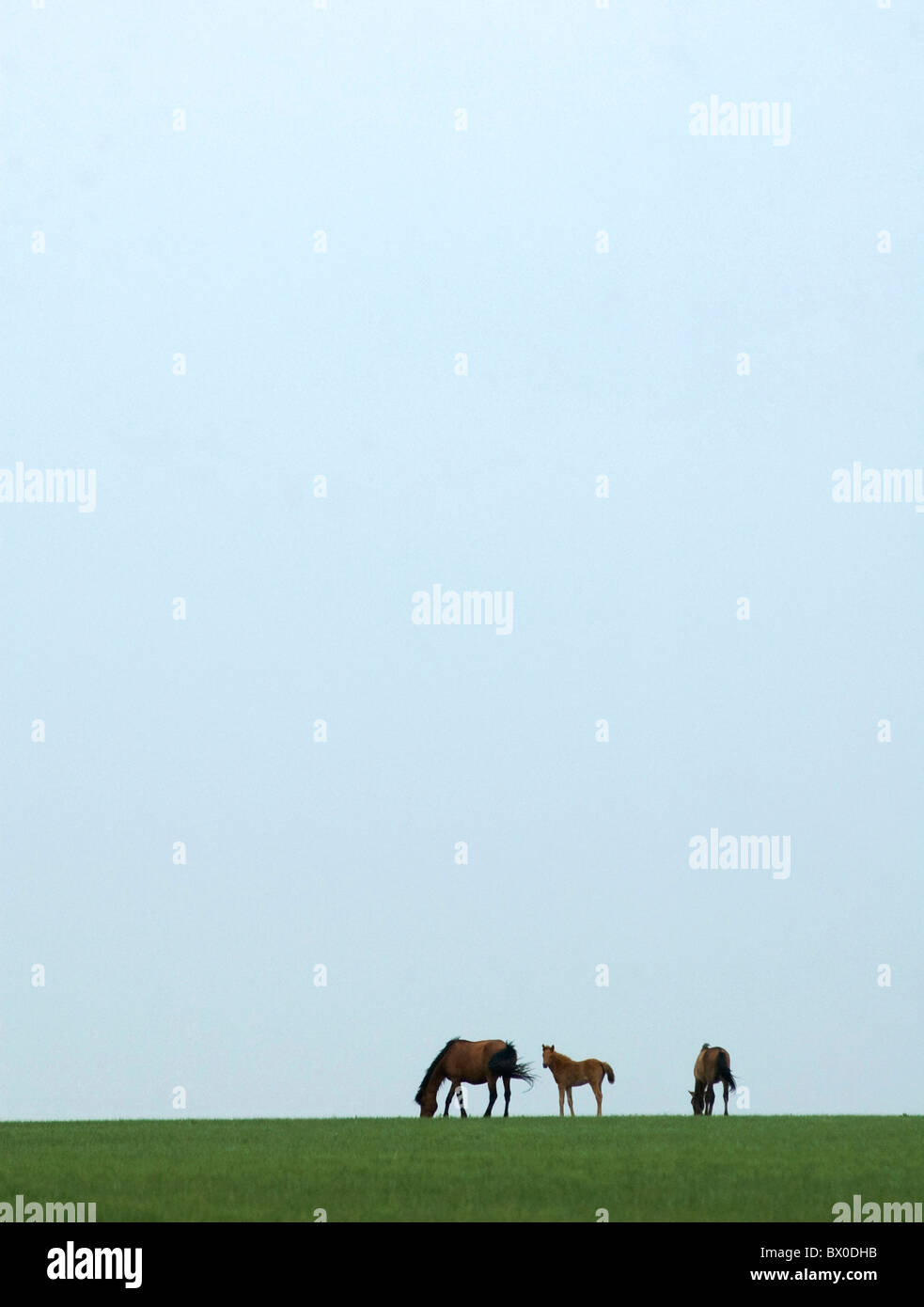 Troupeau de chevaux de Mongolie de pâturage, Prairie Hulun Buir, Manzhouli, Hulunbuir, région autonome de Mongolie intérieure, Chine Banque D'Images