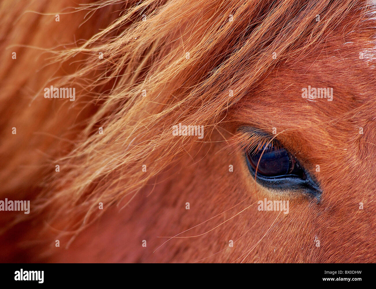 Les yeux doux d'une Mongolie cheval, Prairie Hulun Buir, Manzhouli, Hulunbuir, région autonome de Mongolie intérieure, Chine Banque D'Images