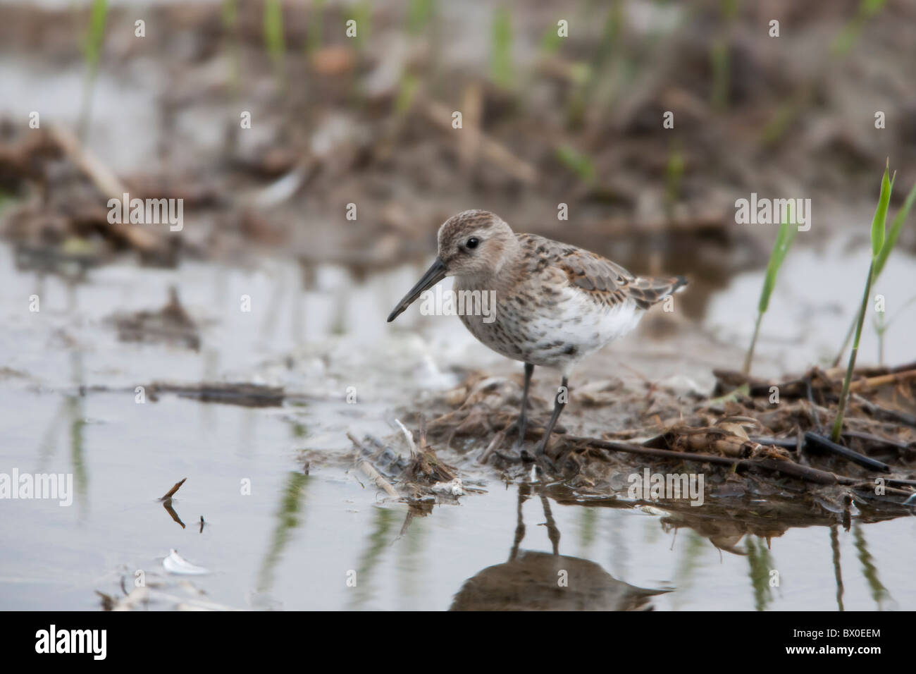 Le bécasseau variable Calidris alpina dans la mue du plumage de non-reproduction Banque D'Images