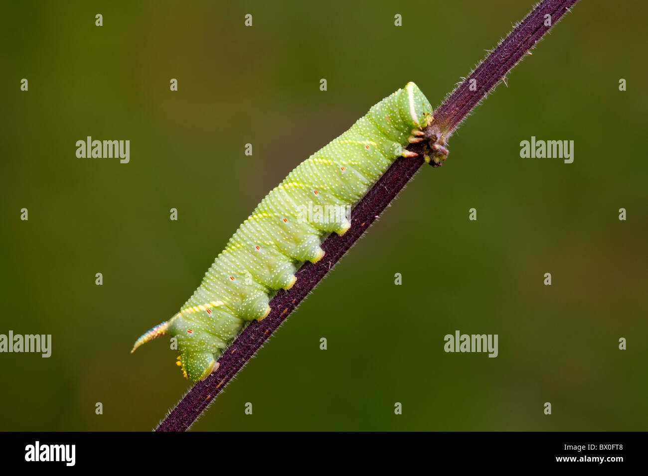Mimas tiliae Sphynx Lime moth caterpillar sur une tige de la plante Banque D'Images