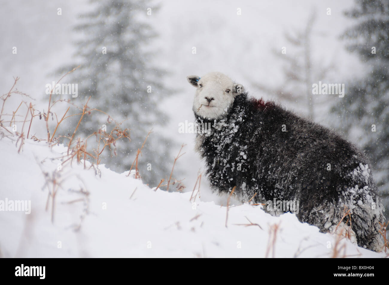 Moutons Herdwick dans la neige profonde. Vue d'hiver dans le Lake District Banque D'Images