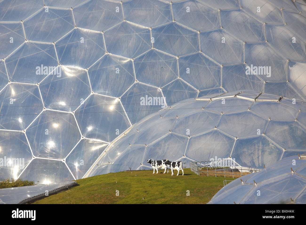 À l'Eden Project biomes Cornwall UK Banque D'Images