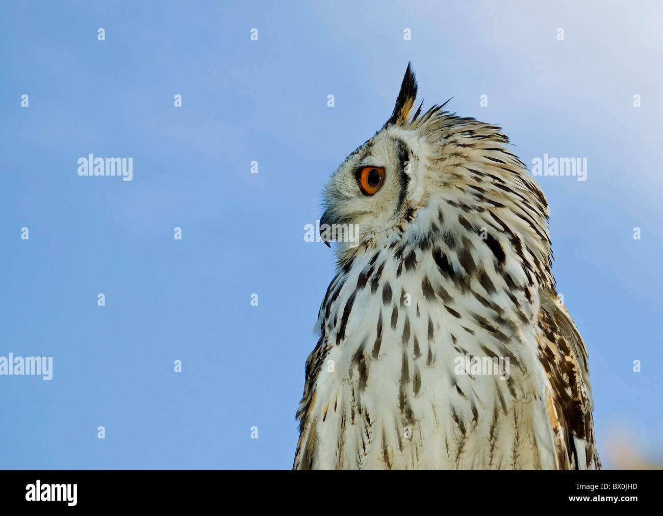 Close up of beautiful owl Banque D'Images