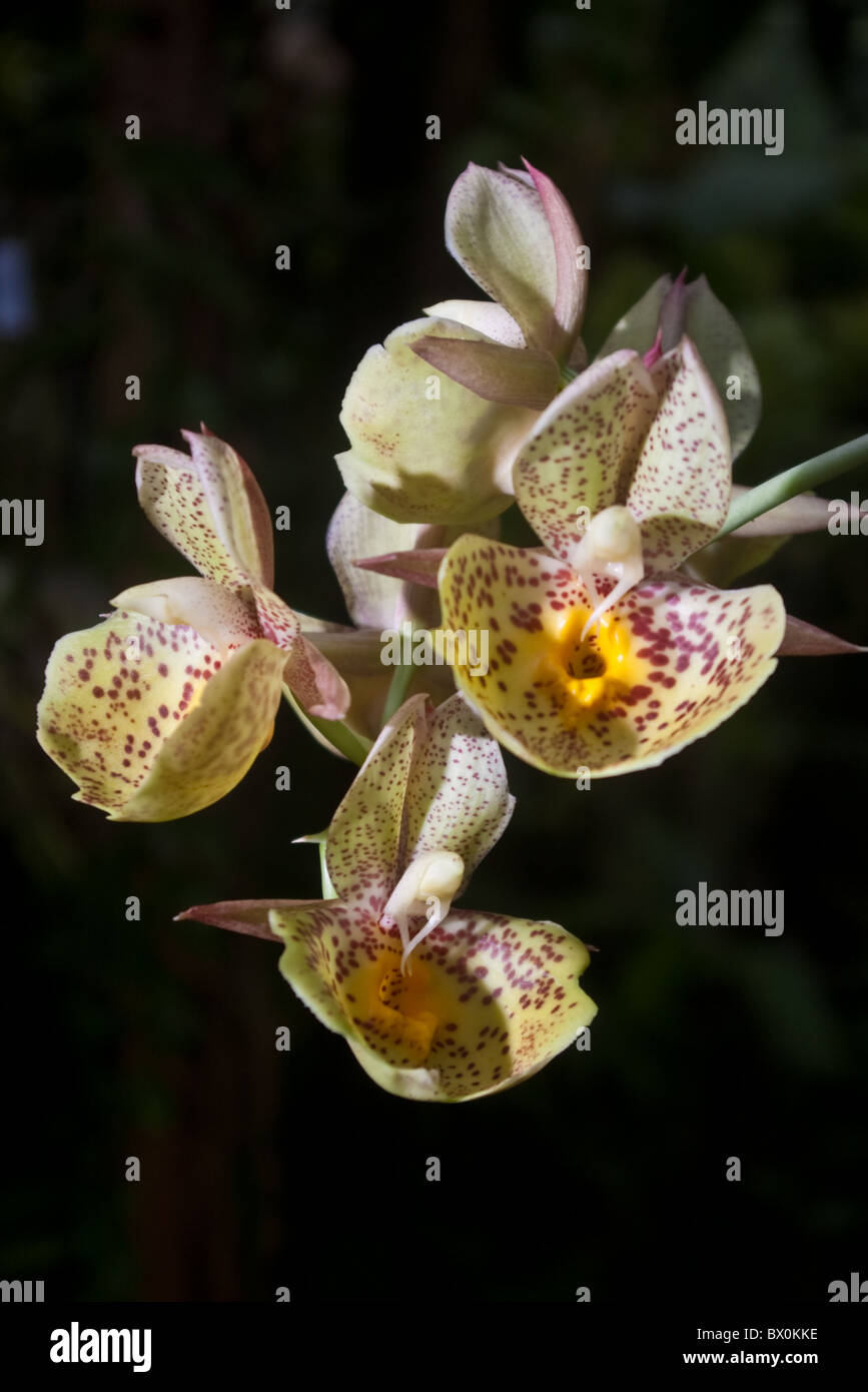 Orchidées de cricket Banque D'Images