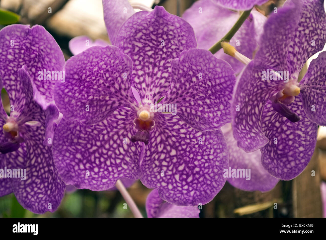 Orchidée pourpre avec motif blanc n serre. Banque D'Images