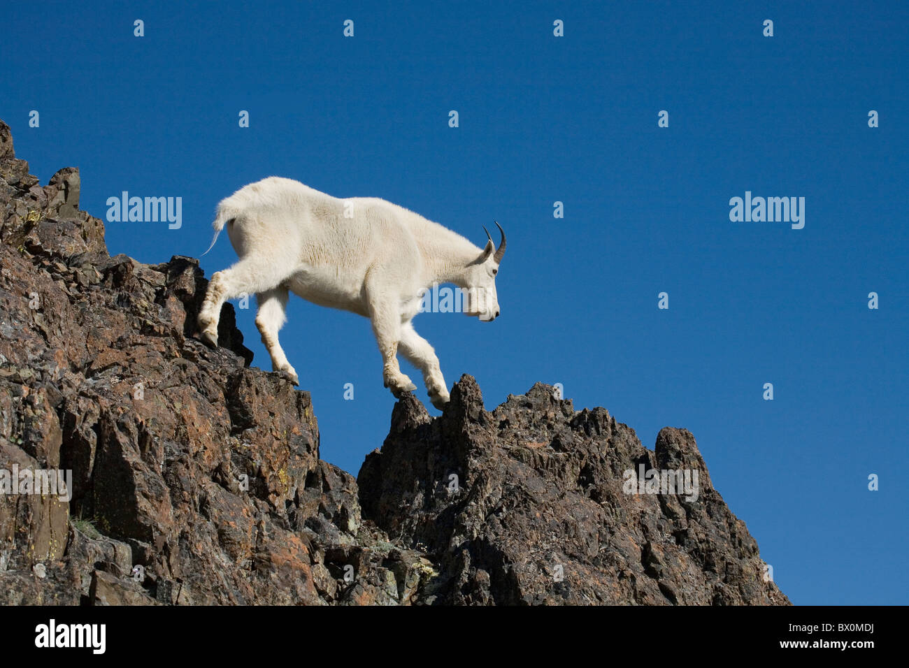 Chèvre de montagne Oreamnos americanus, Buckhorn Mountain Wilderness Olympic National Forest Washington USA par Larry Mishkar/Dembinsky photo Assoc Banque D'Images