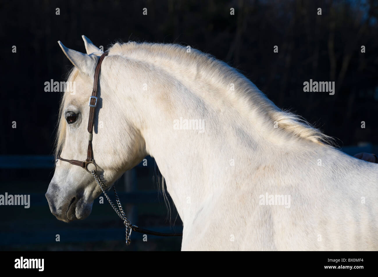 Cheval Arabe blanc contre près de fond noir, tête et épaules vue côté portrait dans la dernière lumière du jour. Banque D'Images