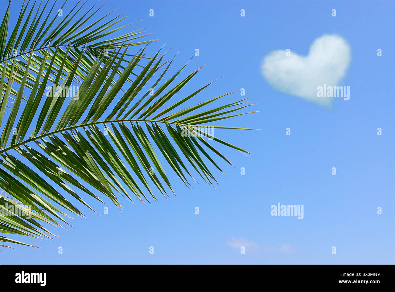 Branche de palmier sur ciel bleu avec nuages coeur Banque D'Images