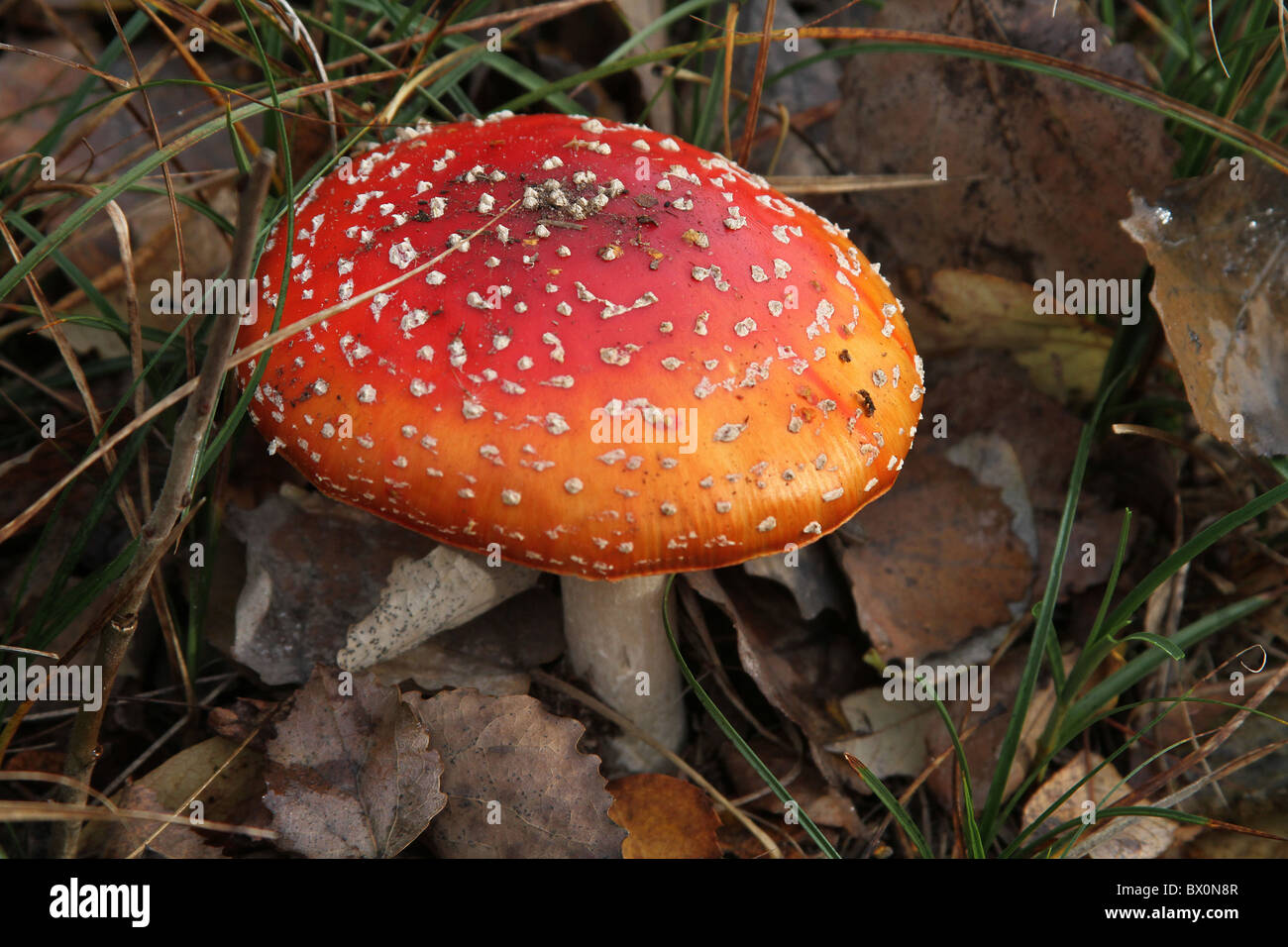 Agaric Fly toadstool dans caduques. Banque D'Images