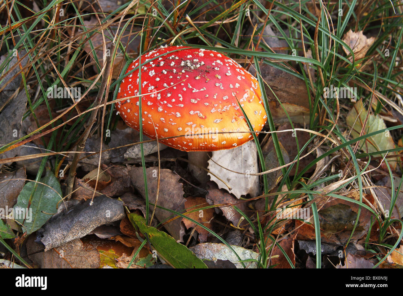 Agaric Fly toadstool dans caduques. Banque D'Images