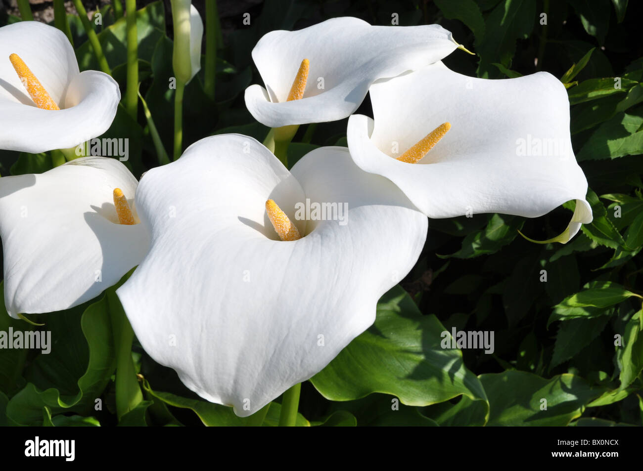 Groupe d'Arum lilly fleurs avec spadice jaune Banque D'Images