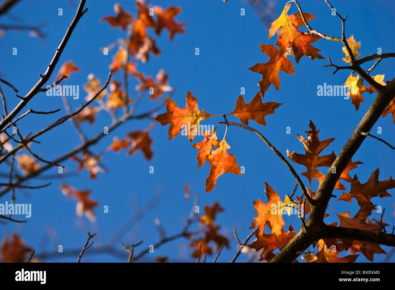 Feuilles d'automne sur un ciel bleu clair Banque D'Images