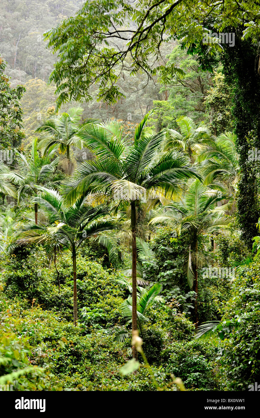 Palms Bangalow dans la forêt tropicale australienne Banque D'Images