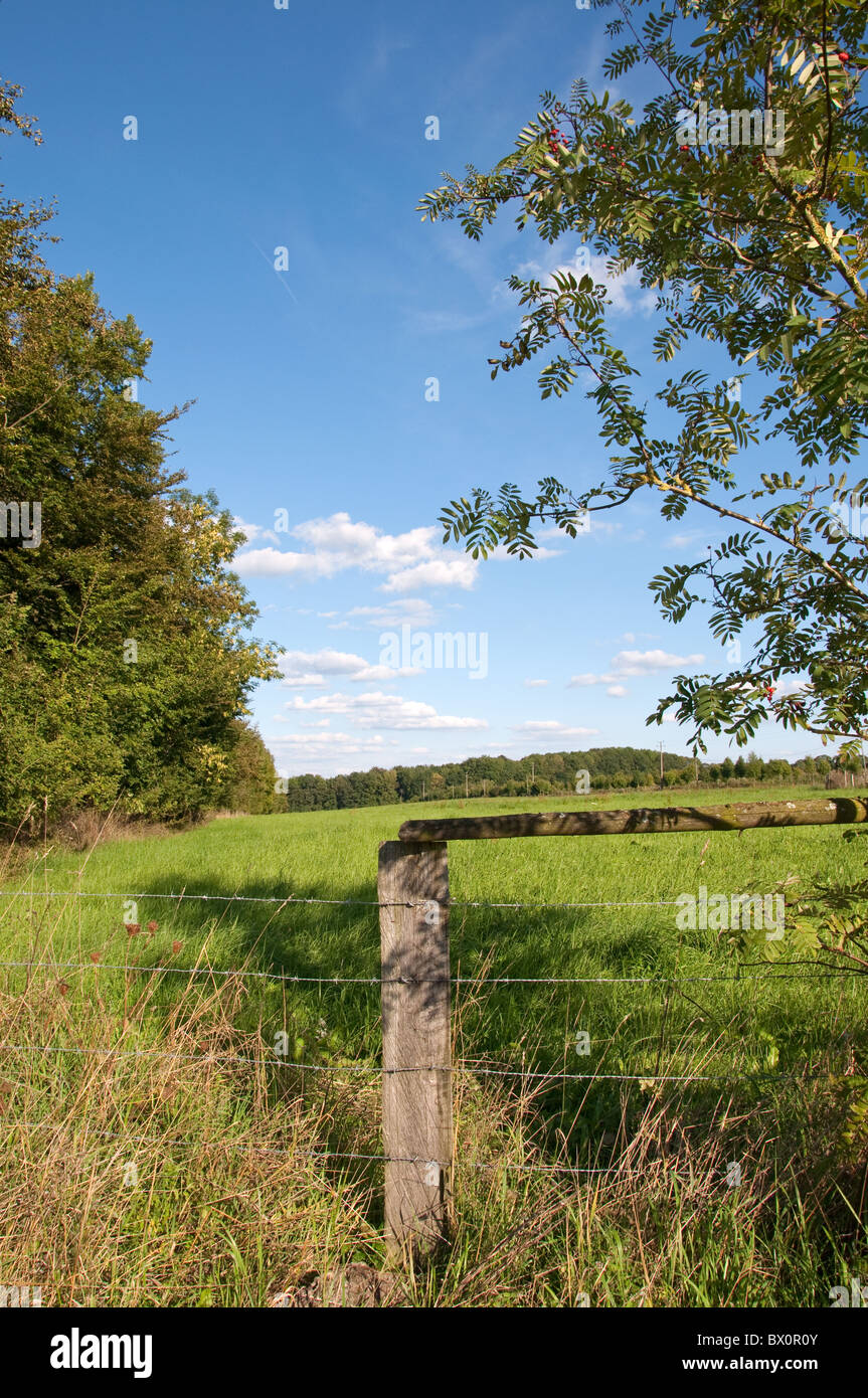 Un beau paysage sous un bleu avec quelques nuages ciel. Un arbre ( une sorb - Rowan Tree )à l'avant de l'image. Banque D'Images