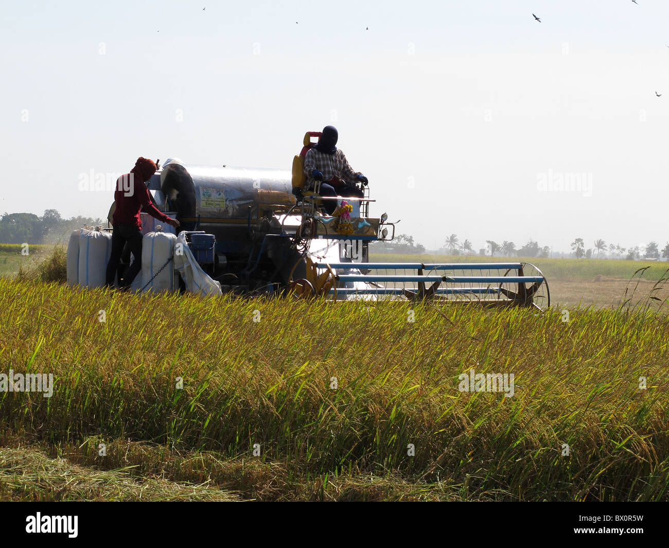 Machine de récolte sur rizière en plaine centrale de la Thaïlande. Banque D'Images