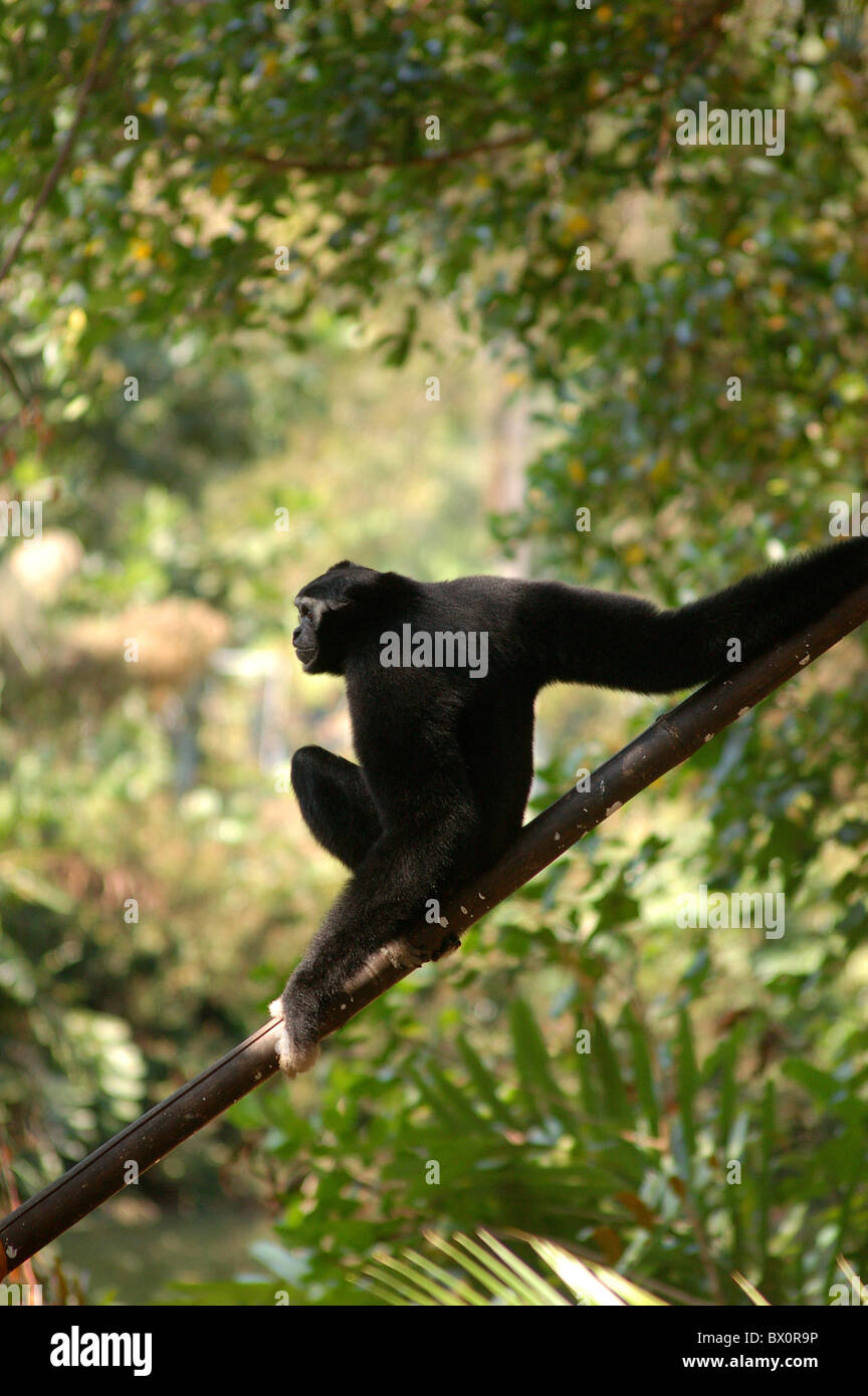 Le gibbon noir sur une branche de bambou Banque D'Images