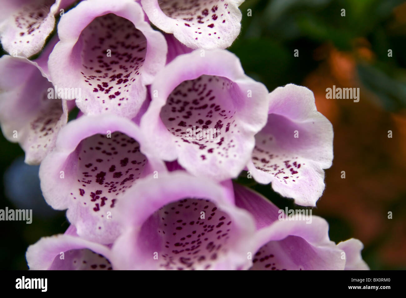 Une culture d'une rose / violet foxglove Banque D'Images