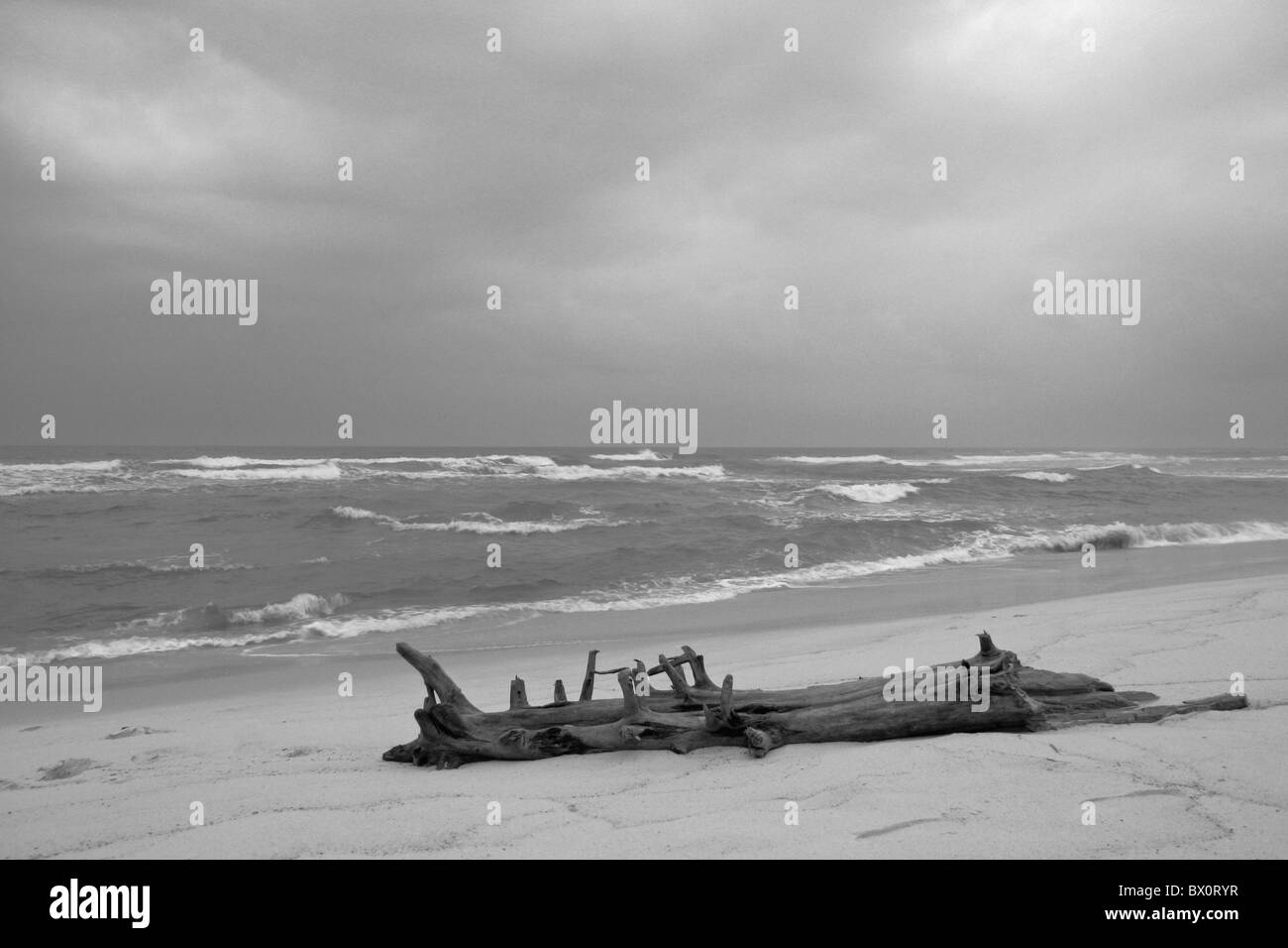 Mer agitée sombre ciel golfe du Mexique plage de sable avec de grands arbres du bois des débris sur le sable blanc le noir et blanc Banque D'Images