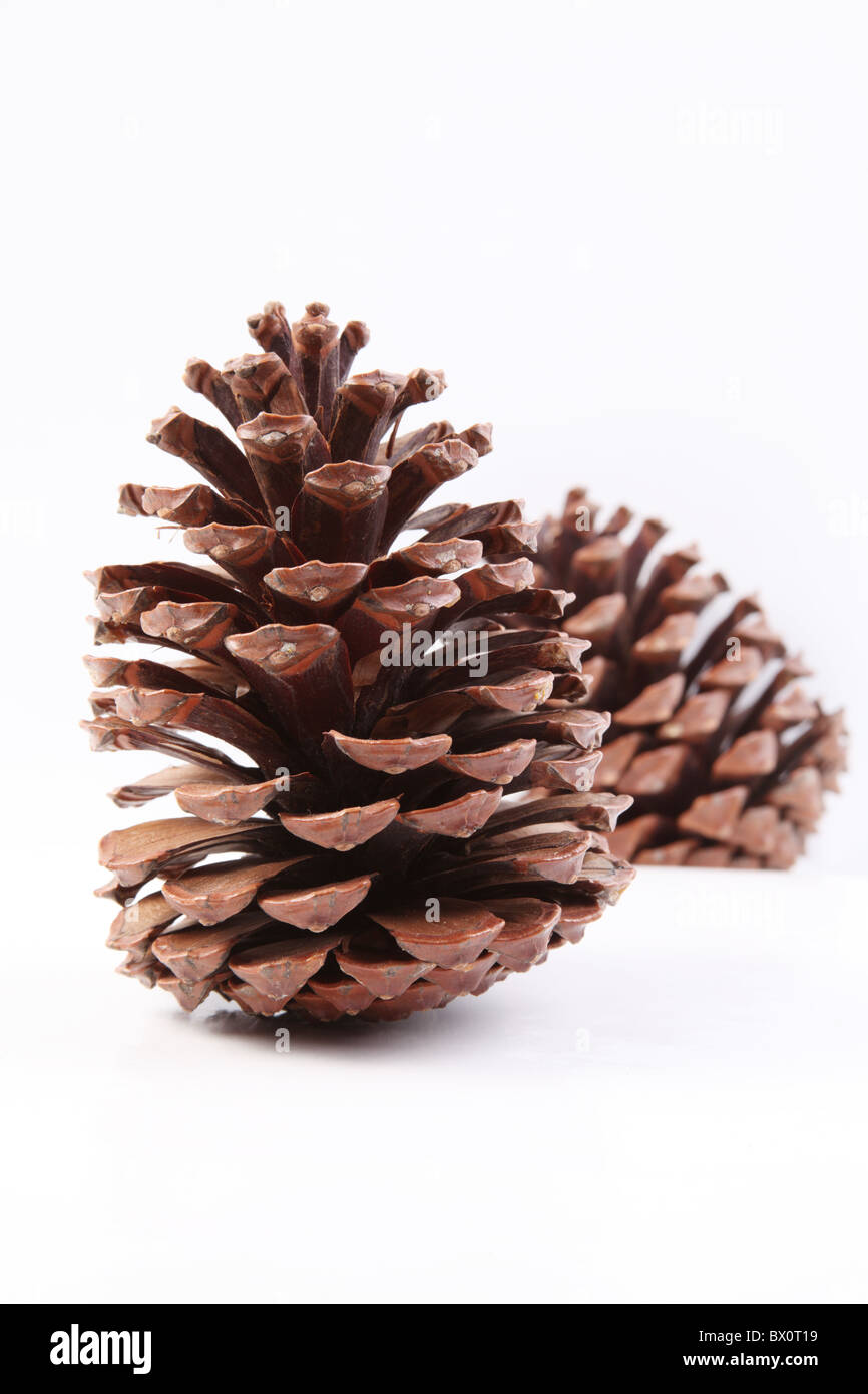Cône de pin sur fond blanc Banque D'Images