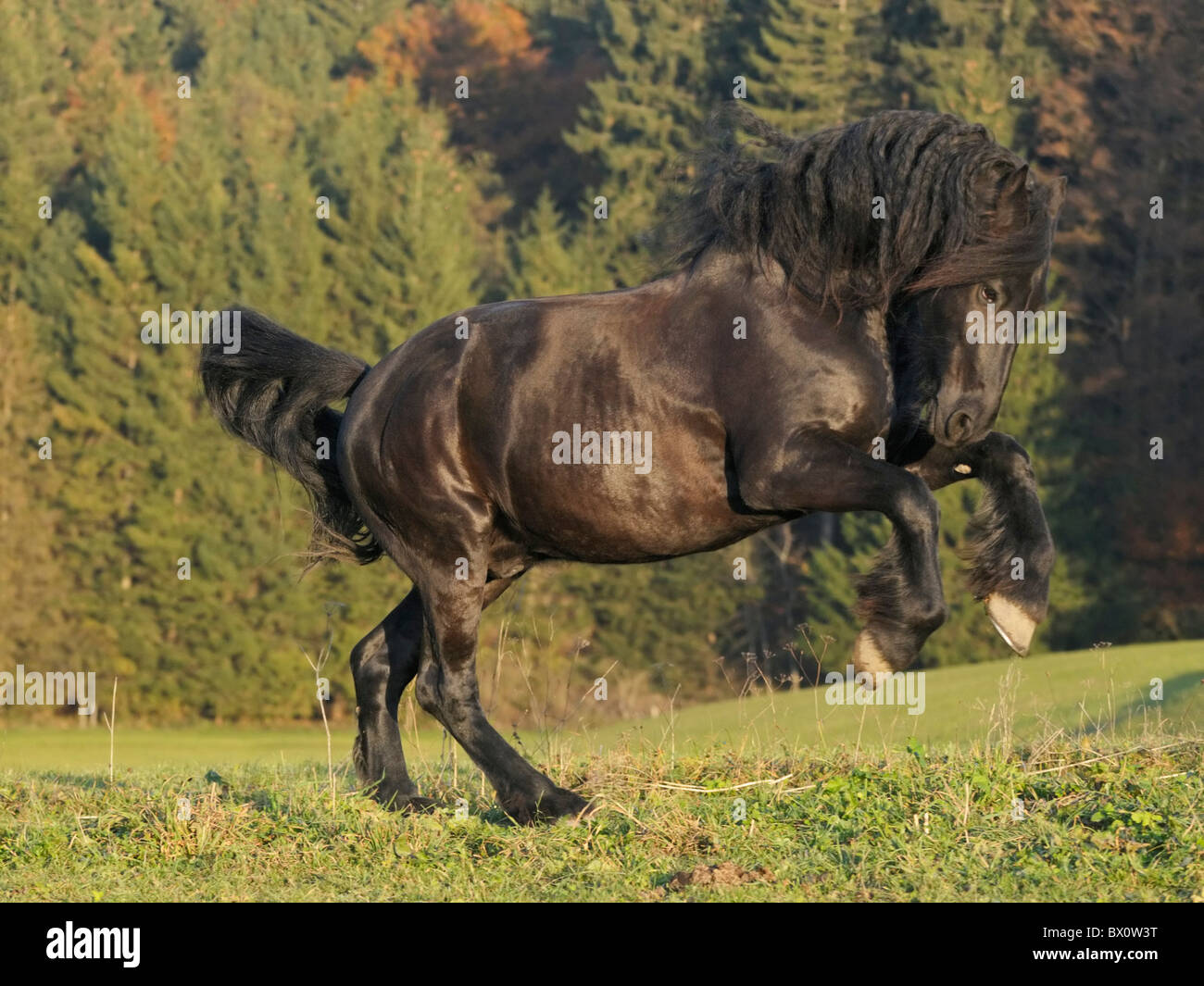 Cheval frison dans la soirée d'automne Banque D'Images