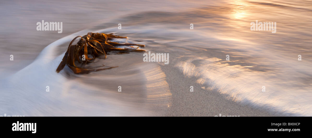 Une vague balaie un morceau d'algues sur la plage de Clachtoll. North West Highlands d'Ecosse. Banque D'Images