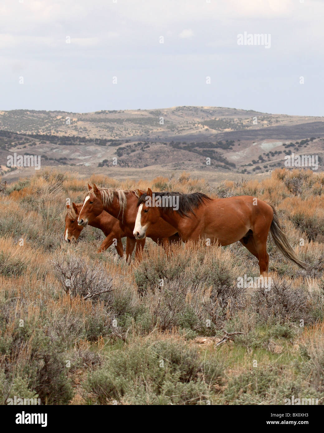 Un trio de chevaux sauvages. Banque D'Images