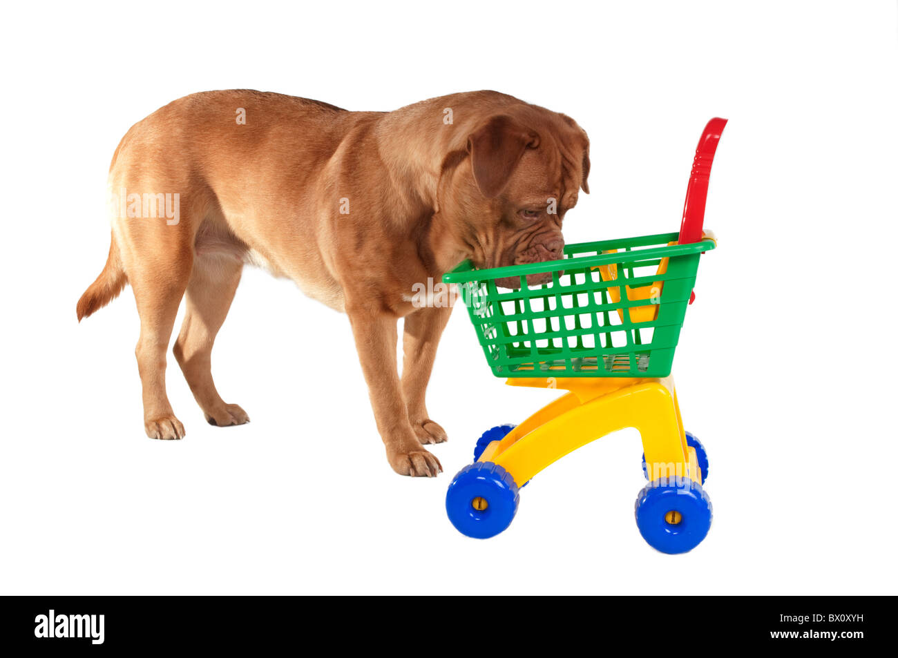 L'inspection d'un chiot panier Banque D'Images