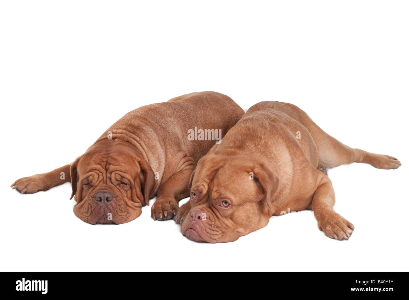 Deux dogues de Bordeaux en attente de leur maître Banque D'Images