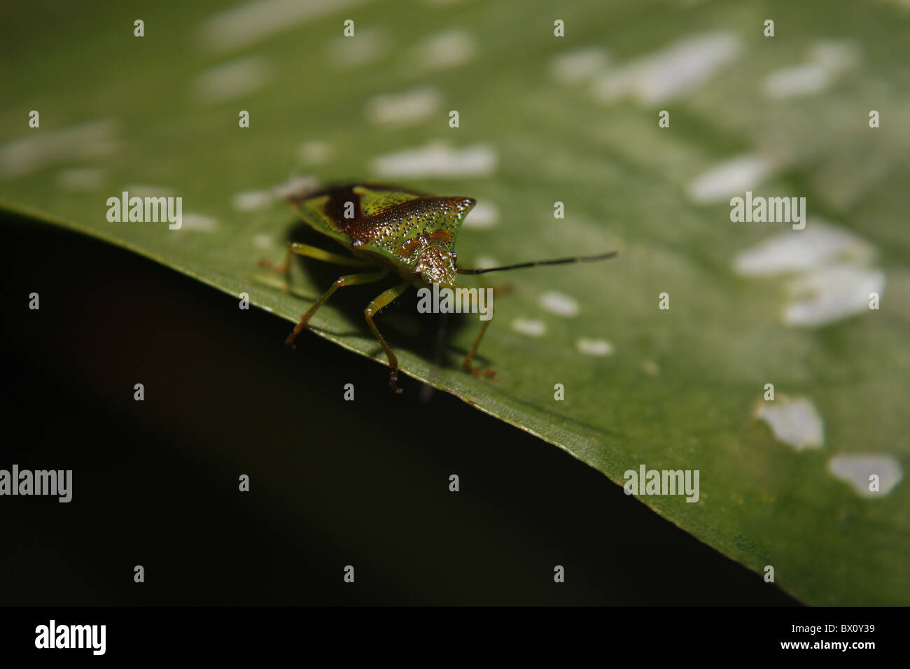Hawthorn shield bug sur calla lily leaf Banque D'Images