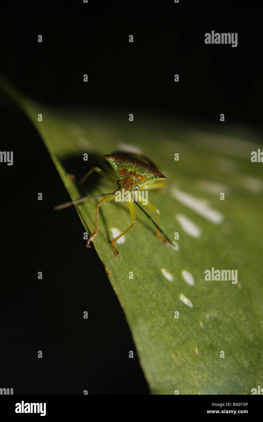 Hawthorn shield bug sur calla lily leaf Banque D'Images