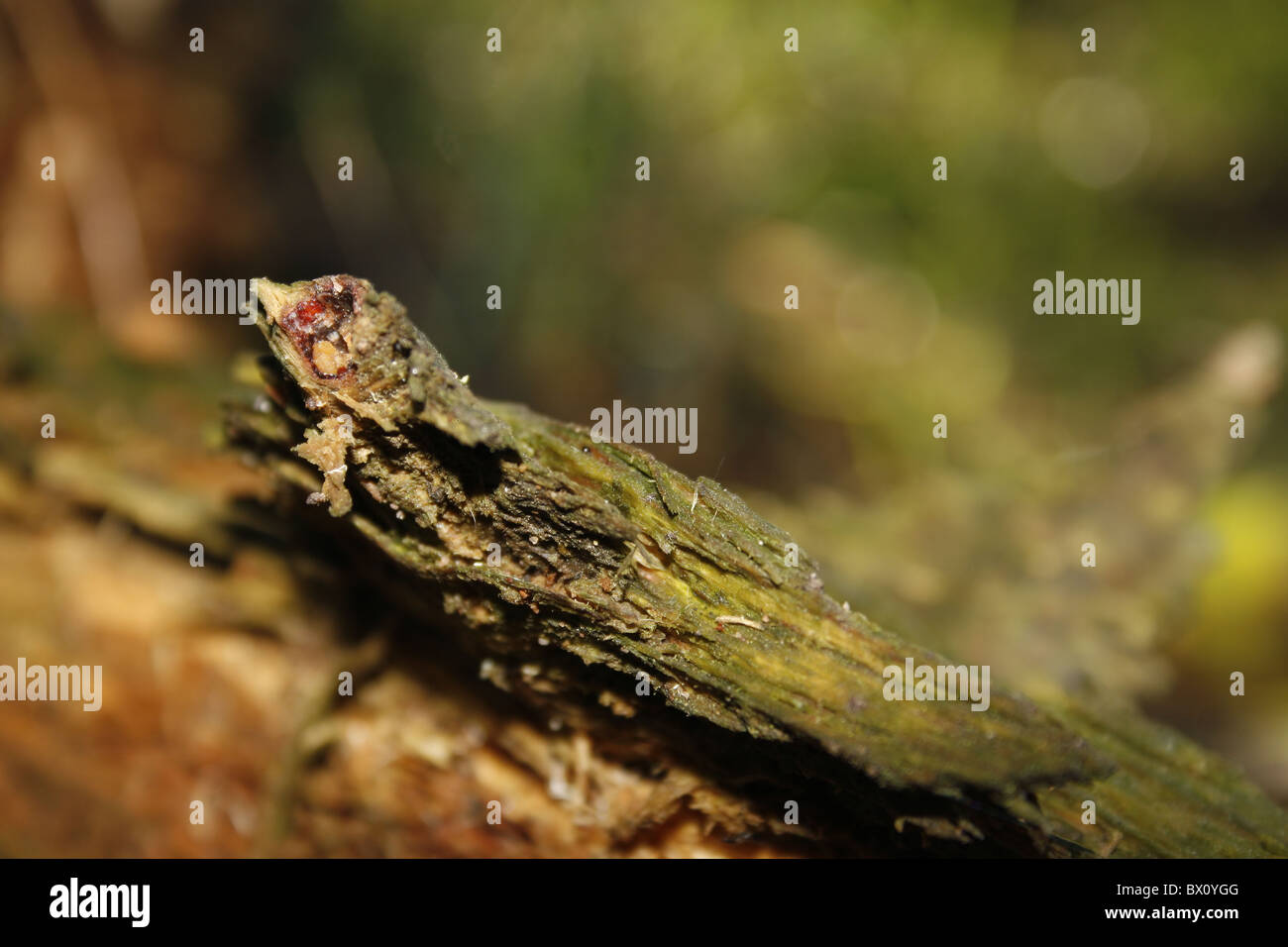 Le bois pourri en forêt Banque D'Images
