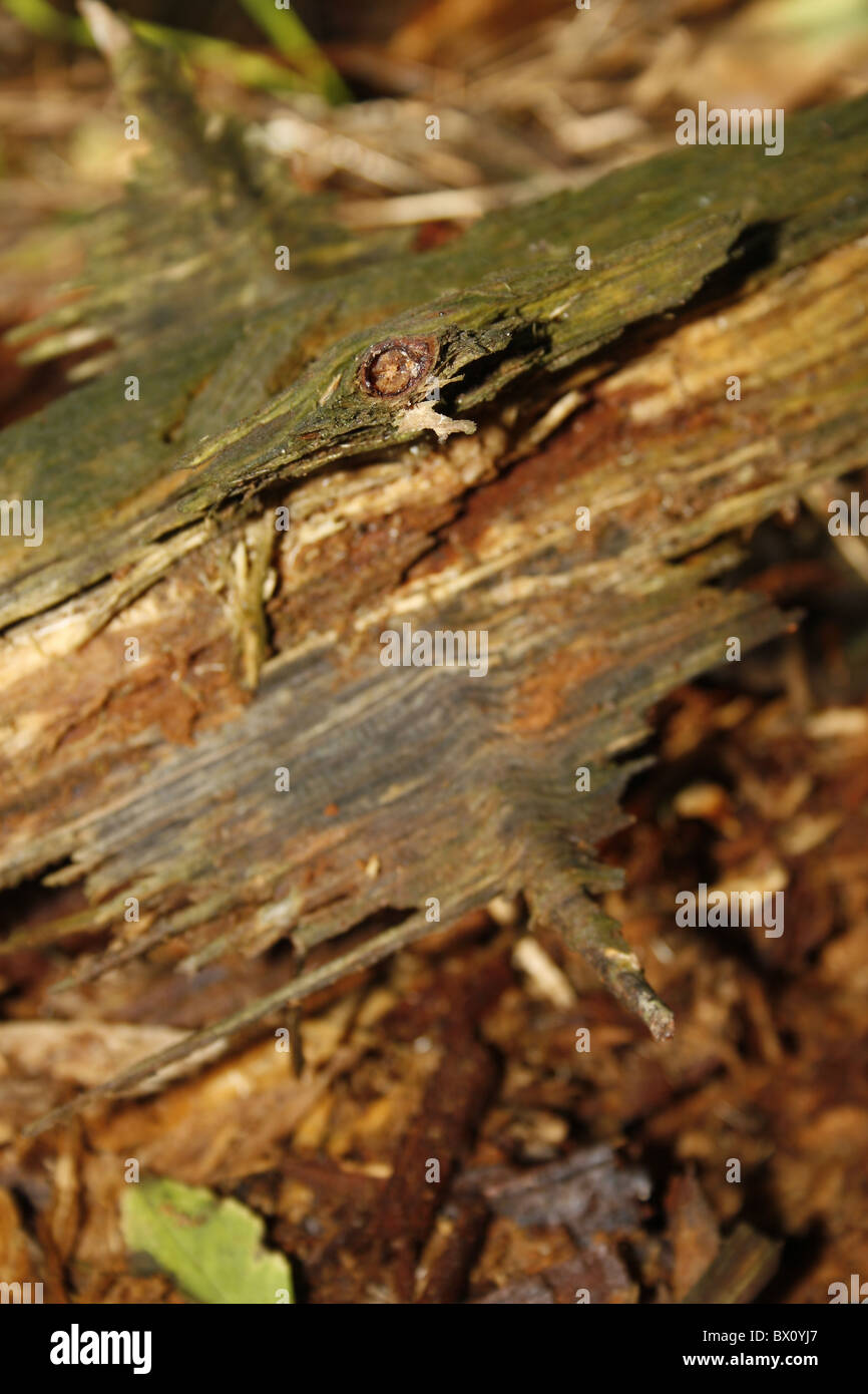 Le bois pourri en forêt Banque D'Images