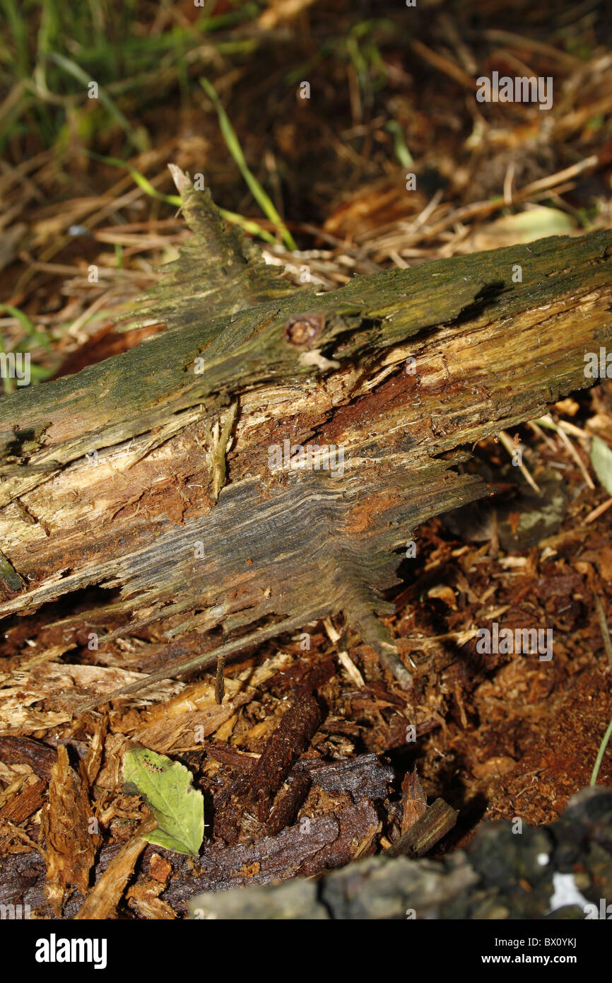 Le bois pourri en forêt Banque D'Images